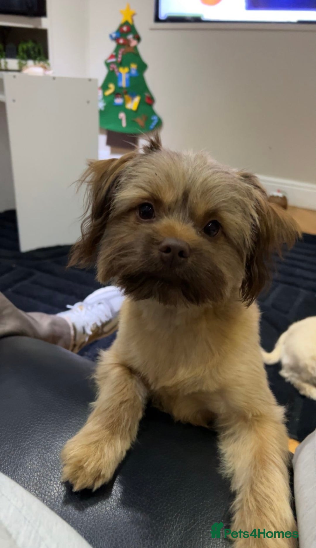 Shih Tzu dogs for sale: 1 year old- Beautiful Shih Tzu - Advert 1