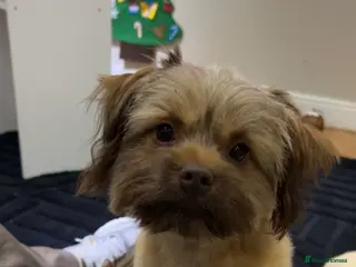 Shih Tzu dogs 1 year old- Beautiful Shih Tzu - Advert 10