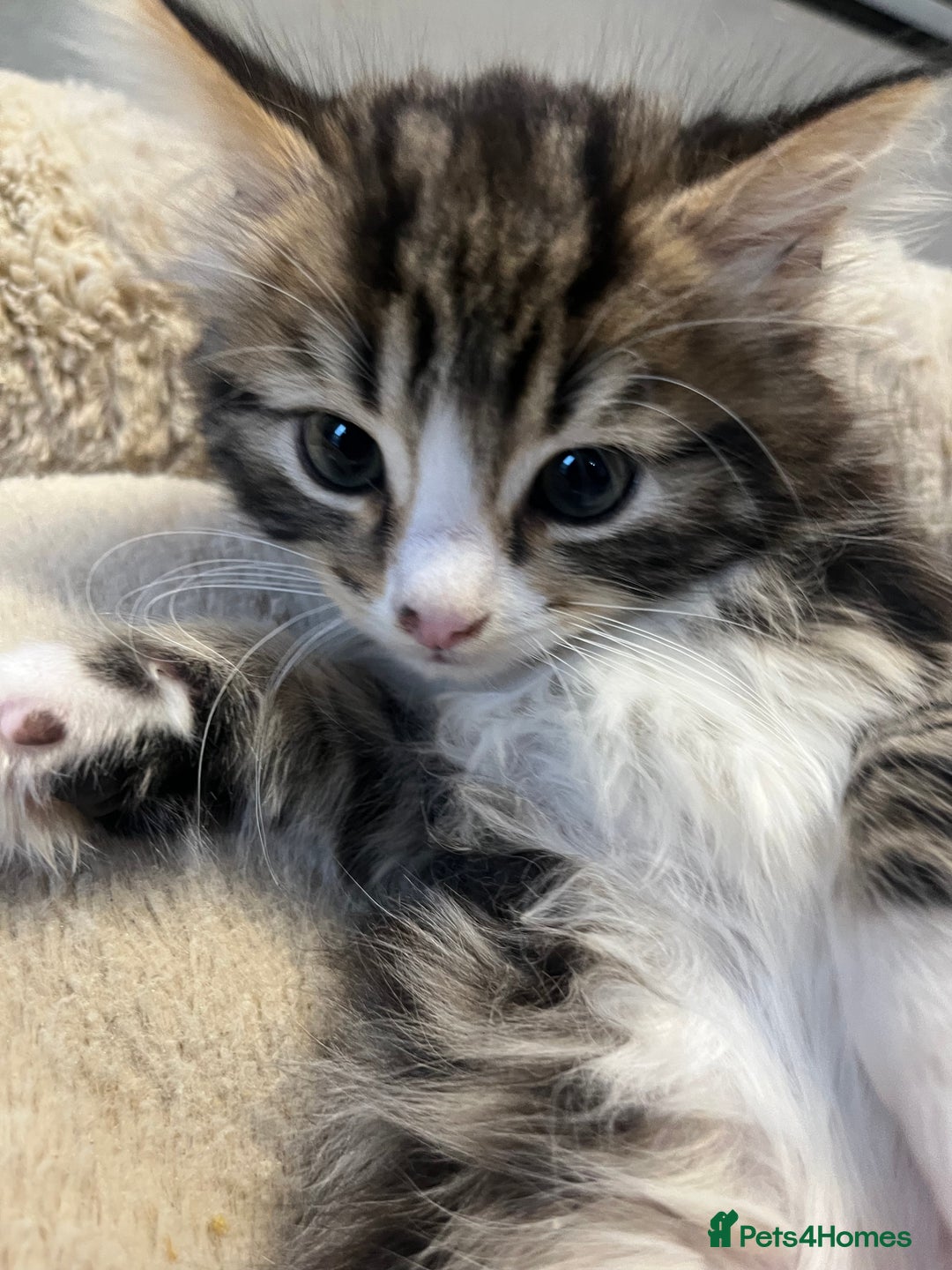 Mixed Breed cats for sale: 🐾 5 Stunning Boy & Girl Kittens  - Advert 8