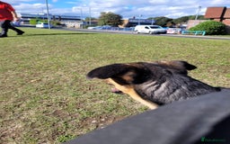 Shepsky dogs for sale: Beautiful shepsky - Image 7
