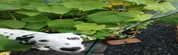 Dalmatian dogs for sale: Nila a lovely Dalmatian needs a good home in Worcester - Advert 16