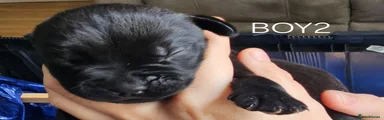 Mixed Breed Puppy 3