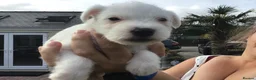 Parson Russell dogs for sale: Parson Russell Terriers Pups. - Advert 3