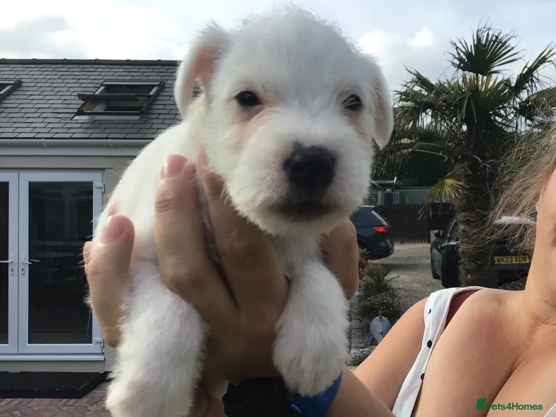 Parson Russell dogs for sale: Parson Russell Terriers Pups. - Advert 3