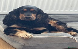 Cocker Spaniel dogs for sale: Show Cocker Spaniel  - Image 3