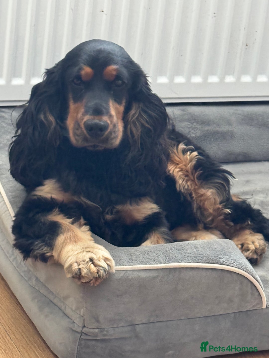 Cocker Spaniel dogs for sale: Show Cocker Spaniel  - Image 3