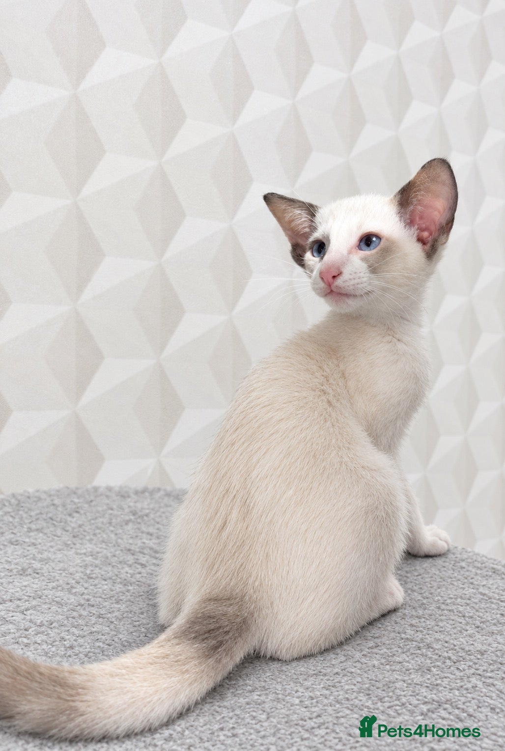 Siamese cats for sale: 🐾 **Gorgeous Oriental Shorthair & Siamese Kittens - Advert 1