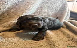 Mixed Breed dogs for sale: SprockerPoo Puppies ready 16/12 - Advert 9