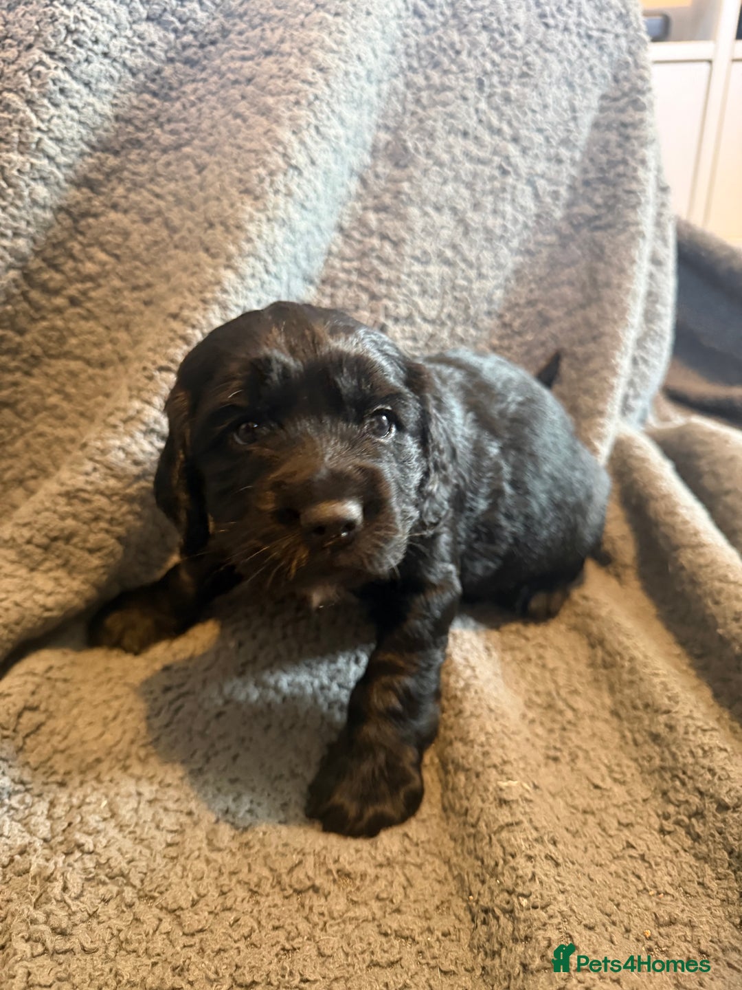 Mixed Breed dogs for sale: SprockerPoo Puppies ready 16/12 - Advert 9