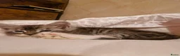 Maine Coon cats for sale: Sweet Maine coon - Advert 8