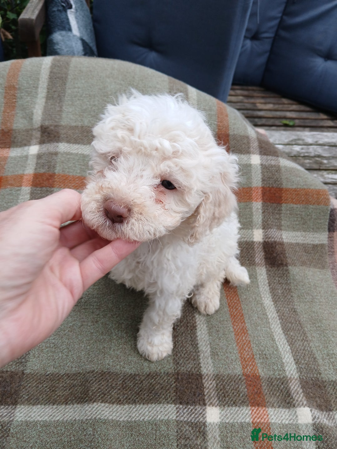 Lagotto Romagnolo dogs for sale: Pedigree Kennel Club Registered Lagotto Romagnolo - Image 2
