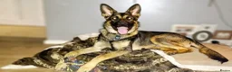 German Shepherd dogs for sale: Kash. Very URGENT - Advert 4