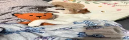 Jack Russell dogs for sale: Minnie  - Advert 8