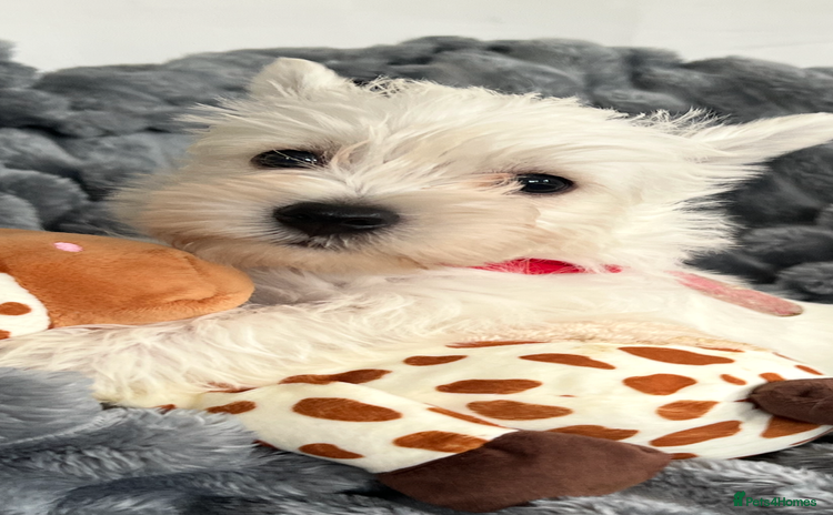 West Highland Terrier dogs - Advert 2