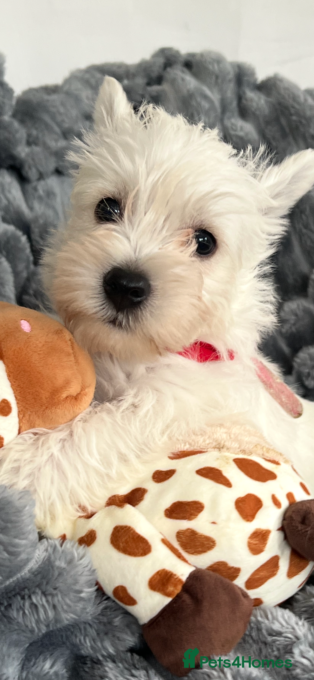 West Highland Terrier dogs for sale: Westie Boy pups available ⭐️⭐️⭐️ - Image 1