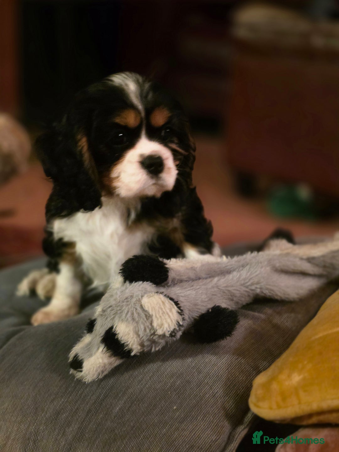 Cavalier King Charles Spaniel dogs for sale: KC Registered Cavalier King Charles Spaniels - Advert 14