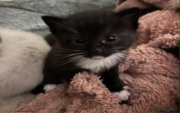 Ragdoll cats for sale: Stunning Rgdoll mix kittens !!!  - Image 13