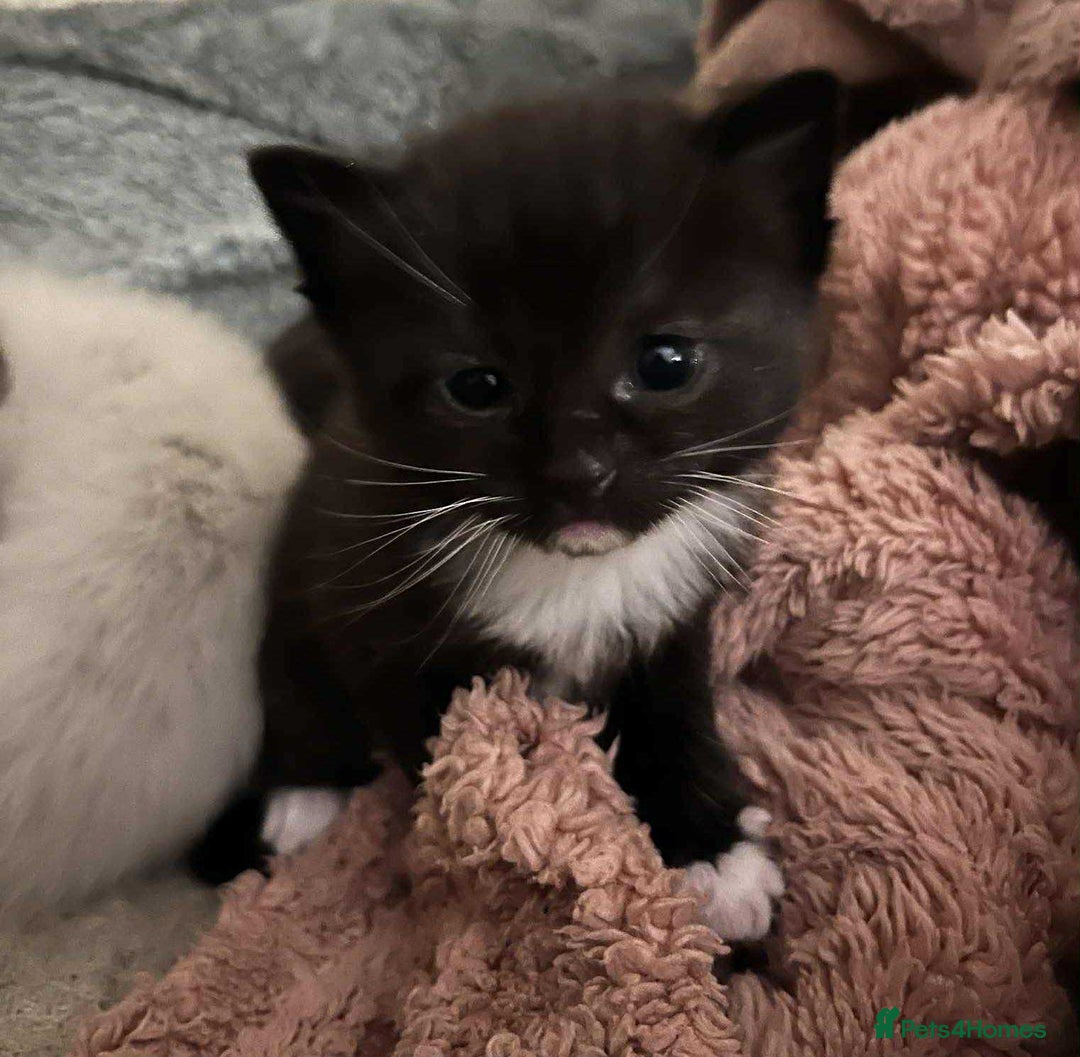 Ragdoll cats for sale: Stunning Rgdoll mix kittens !!!  - Image 13