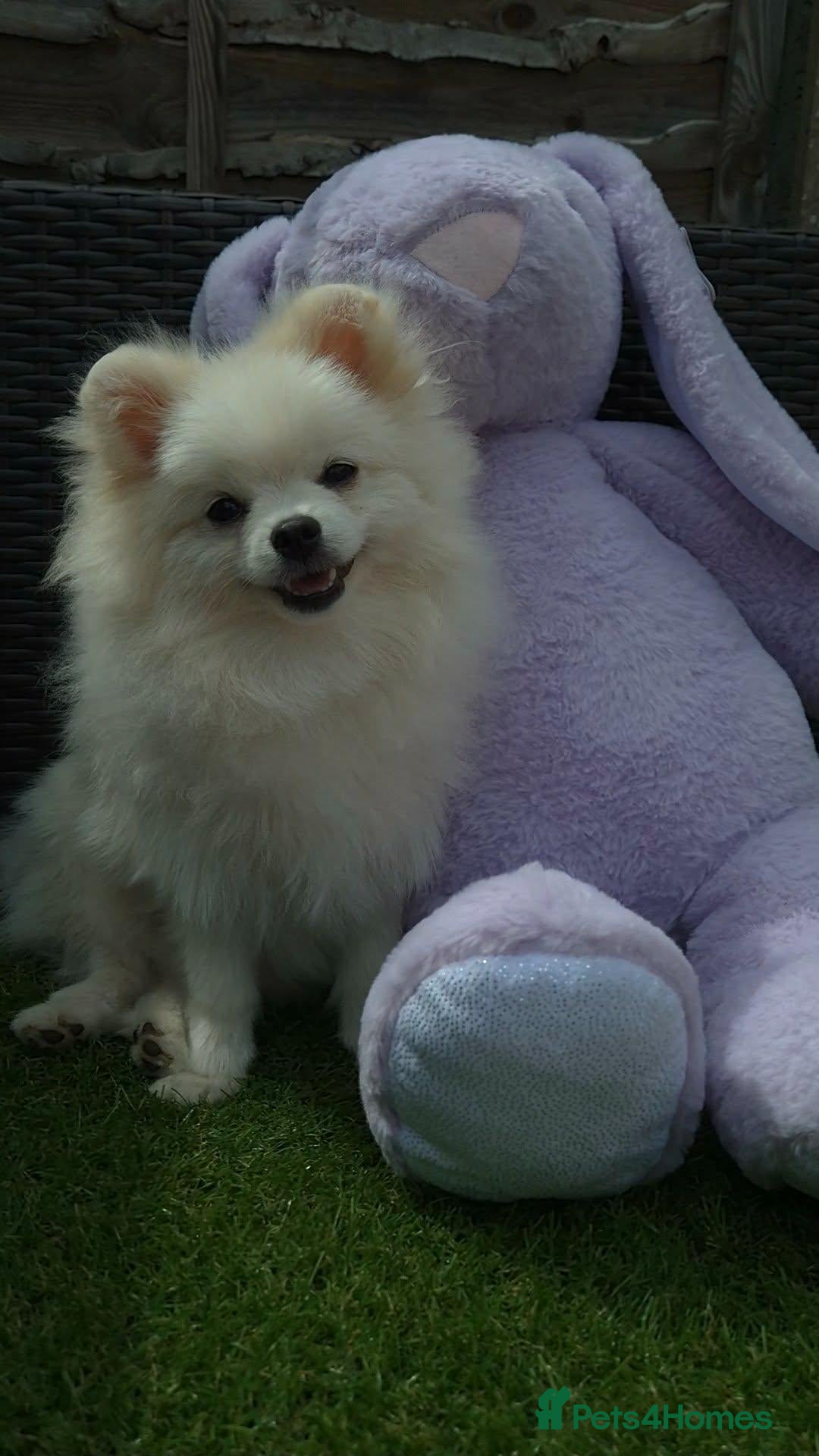 Pomeranian dogs Quality Pomeranian Boy Puppies - Advert 2