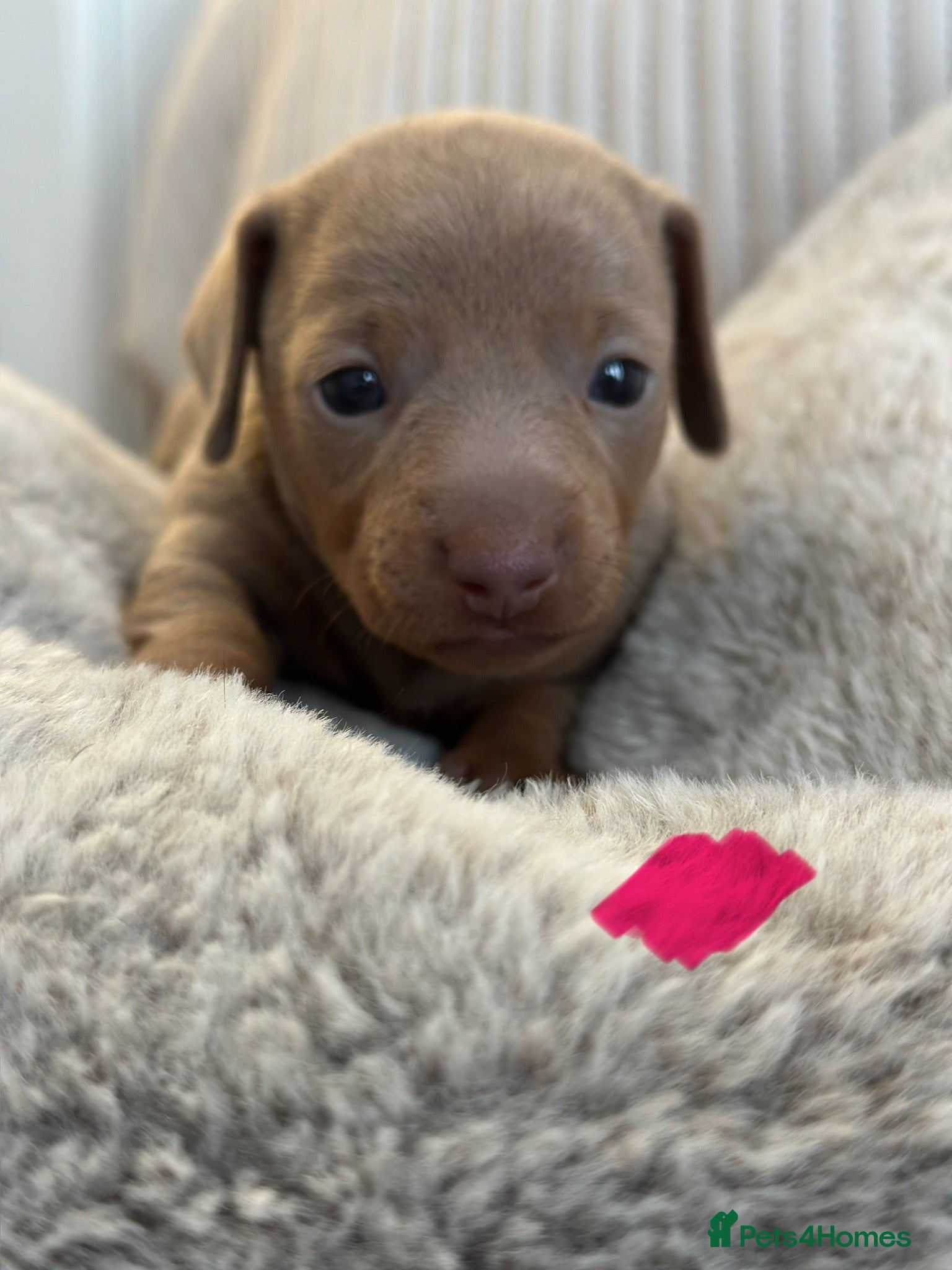 Miniature Dachshund dogs 🤍exceptional KC PRA clear🤍 - Advert 1