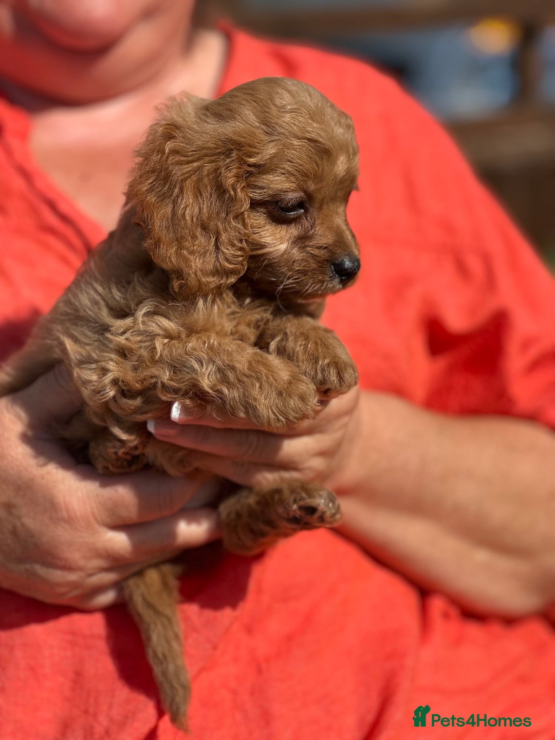 Cavapoo dogs for sale: ⭐️ READY TO FIND THEIR NEW FAMILY NOW⭐️ - Image 4
