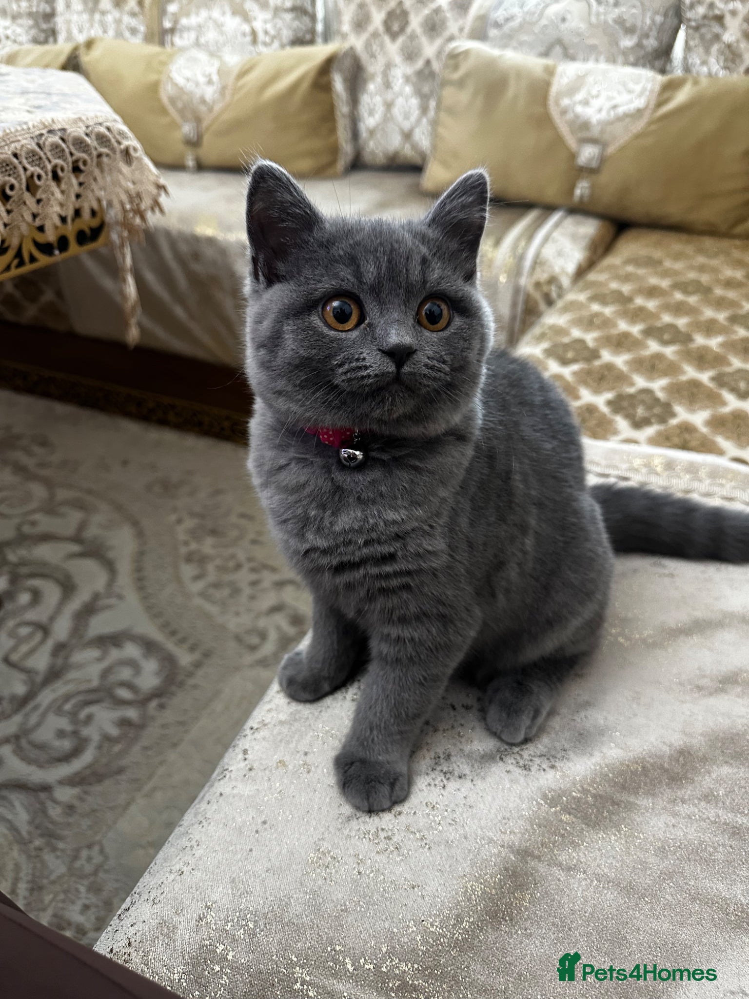 British Shorthair cats British Shorthaired Kitten  - Advert 1