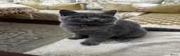 British Shorthair cats for sale: British Shorthaired Kitten  - Advert 1