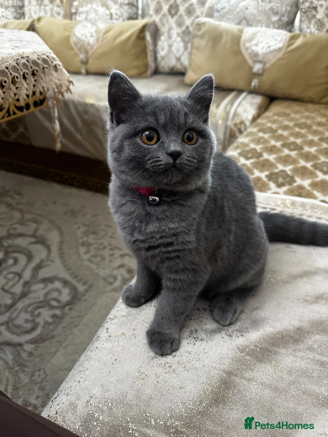 British Shorthair cats for sale: British Shorthaired Kitten  - Advert 1