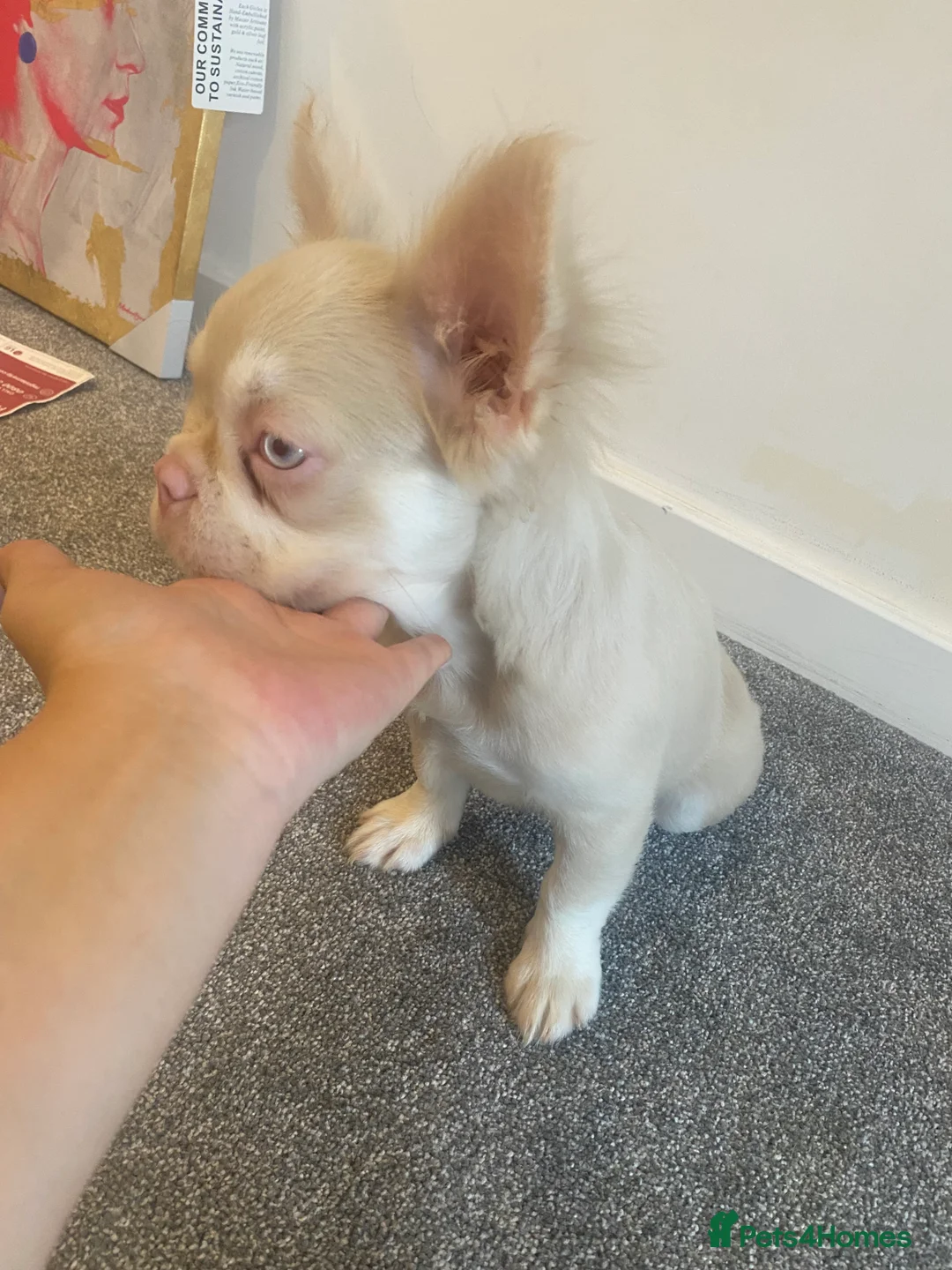 French Bulldog dogs for sale: Gorgeous Pink & Tan Fluffy Frenchie Girl - Advert 2