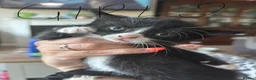 Mixed Breed cats for sale: 6 beautiful kittens  - Advert 7
