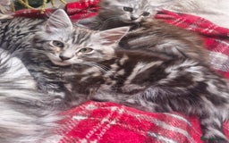 Maine Coon cats for sale: Maincoon cross Ragdoll kittens  - Image 6