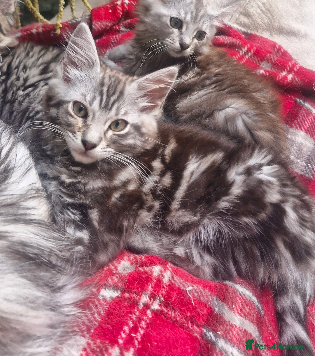 Maine Coon cats for sale: Maincoon cross Ragdoll kittens  - Image 6