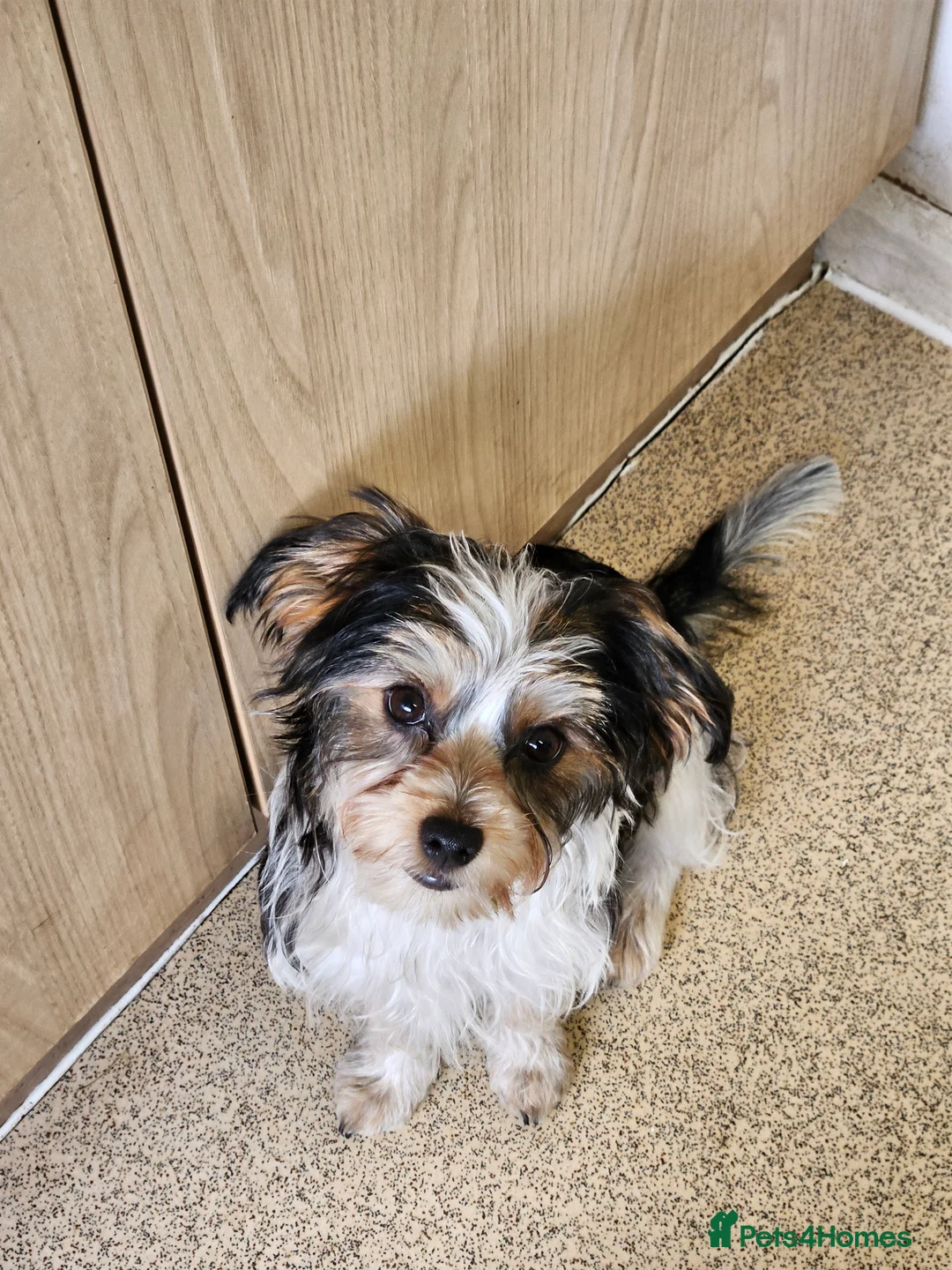 Yorkshire Terrier dogs for sale: 💜 DNA tested parents 💜 White Ocean Pearl boy  - Advert 4