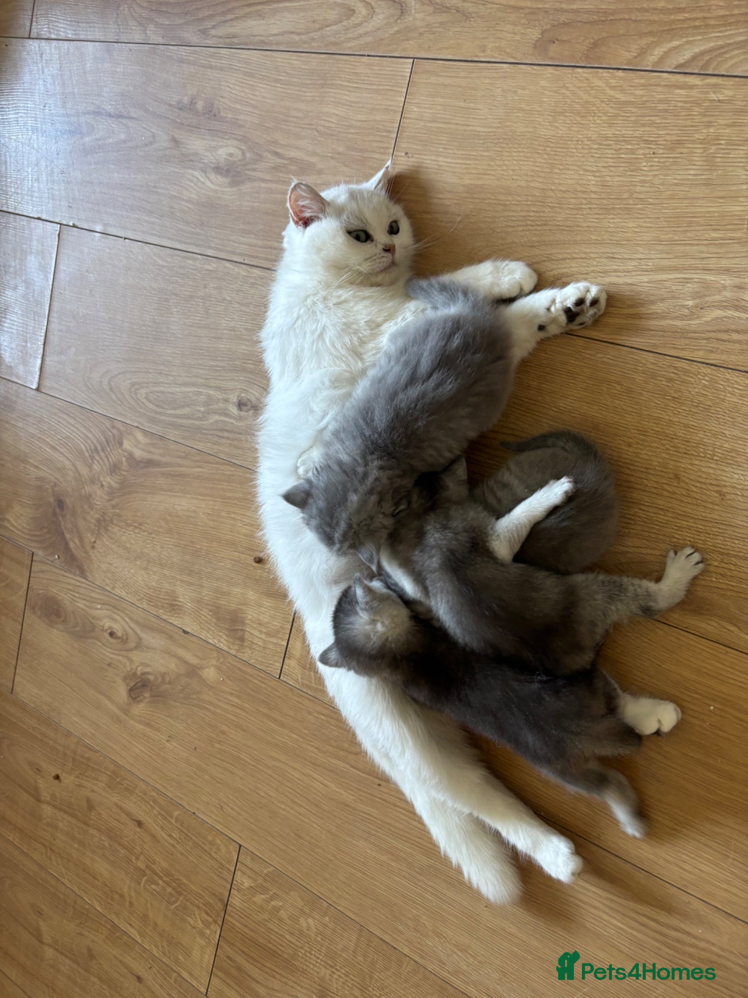 British Shorthair cats for sale: Beautiful family of stunning BSH and Blue - Advert 3