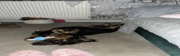 Cocker Spaniel dogs for sale: Show bred cocker spaniel - FOREVER HOME ONLY!  in Leeds - Advert 20
