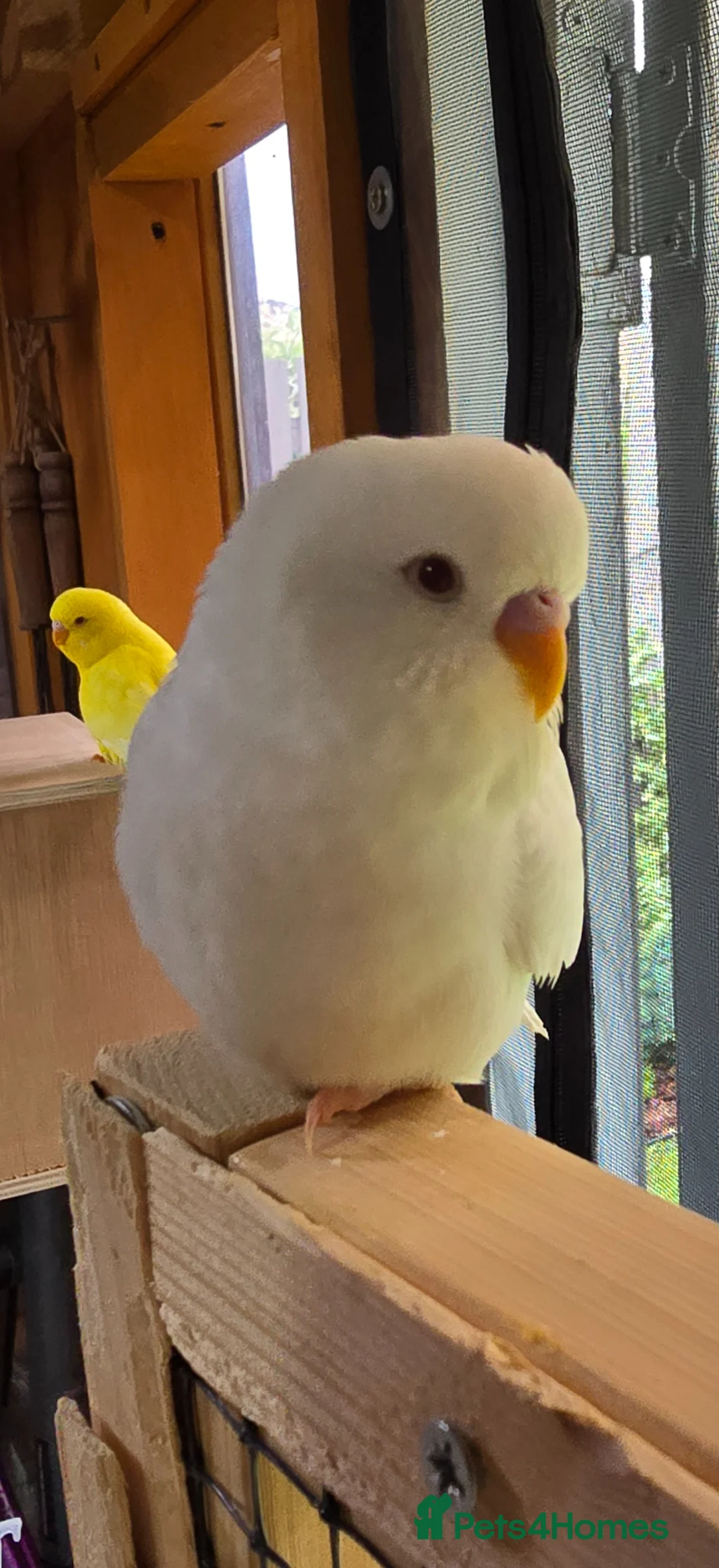 Budgerigars birds for sale: Young Budgies: Semi-tamed Lutino & Albino for sale - Advert 2
