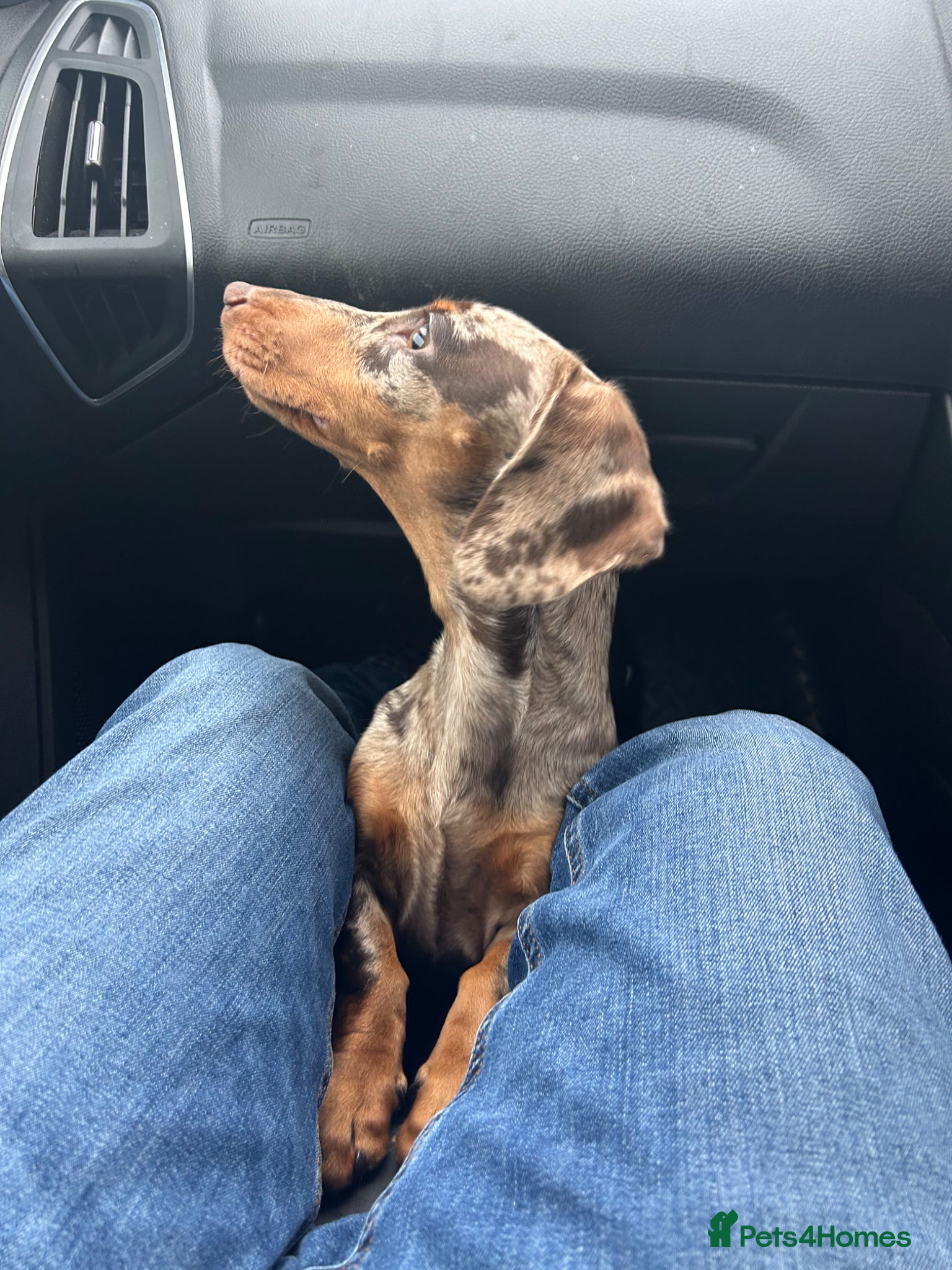 Dachshund dogs 9months old girl - Advert 1