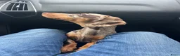 Dachshund dogs for sale: 9months old girl in Daventry - Advert 1