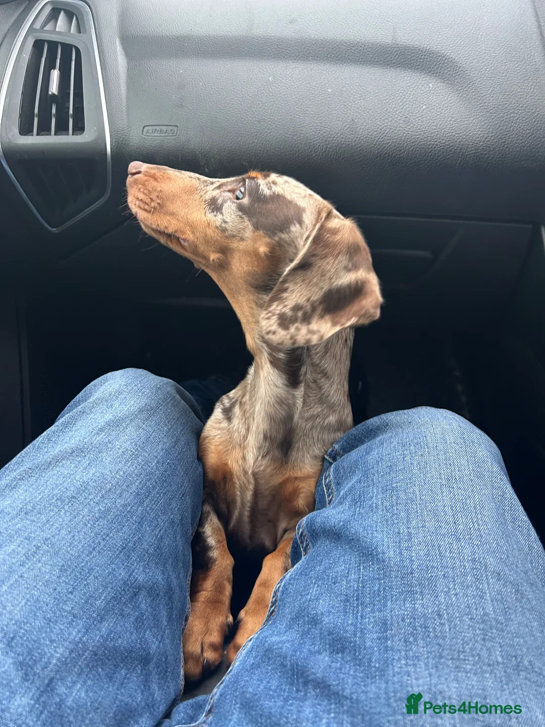 Dachshund dogs for sale: 9months old girl in Daventry - Advert 1