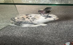 Harlequin rabbits for sale: Indoor rabbit  - Image 3