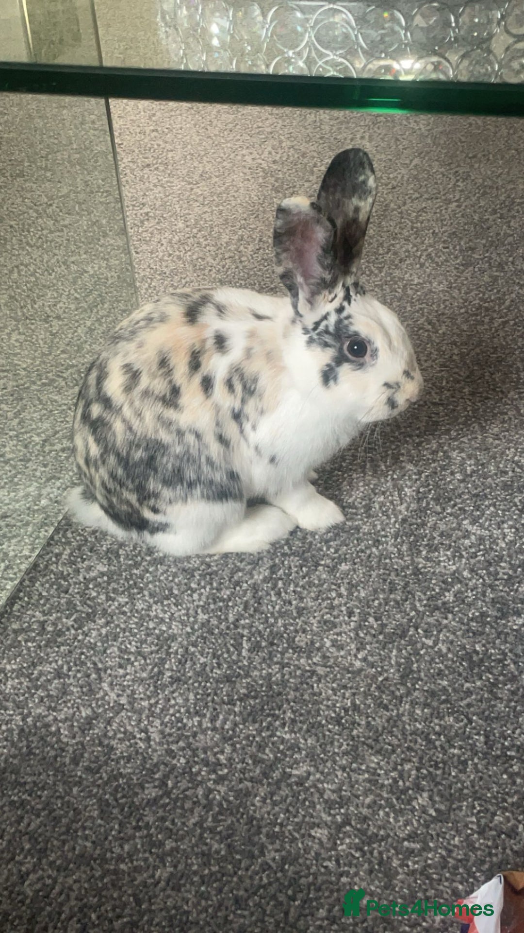 Harlequin rabbits for sale: Indoor rabbit  - Image 3