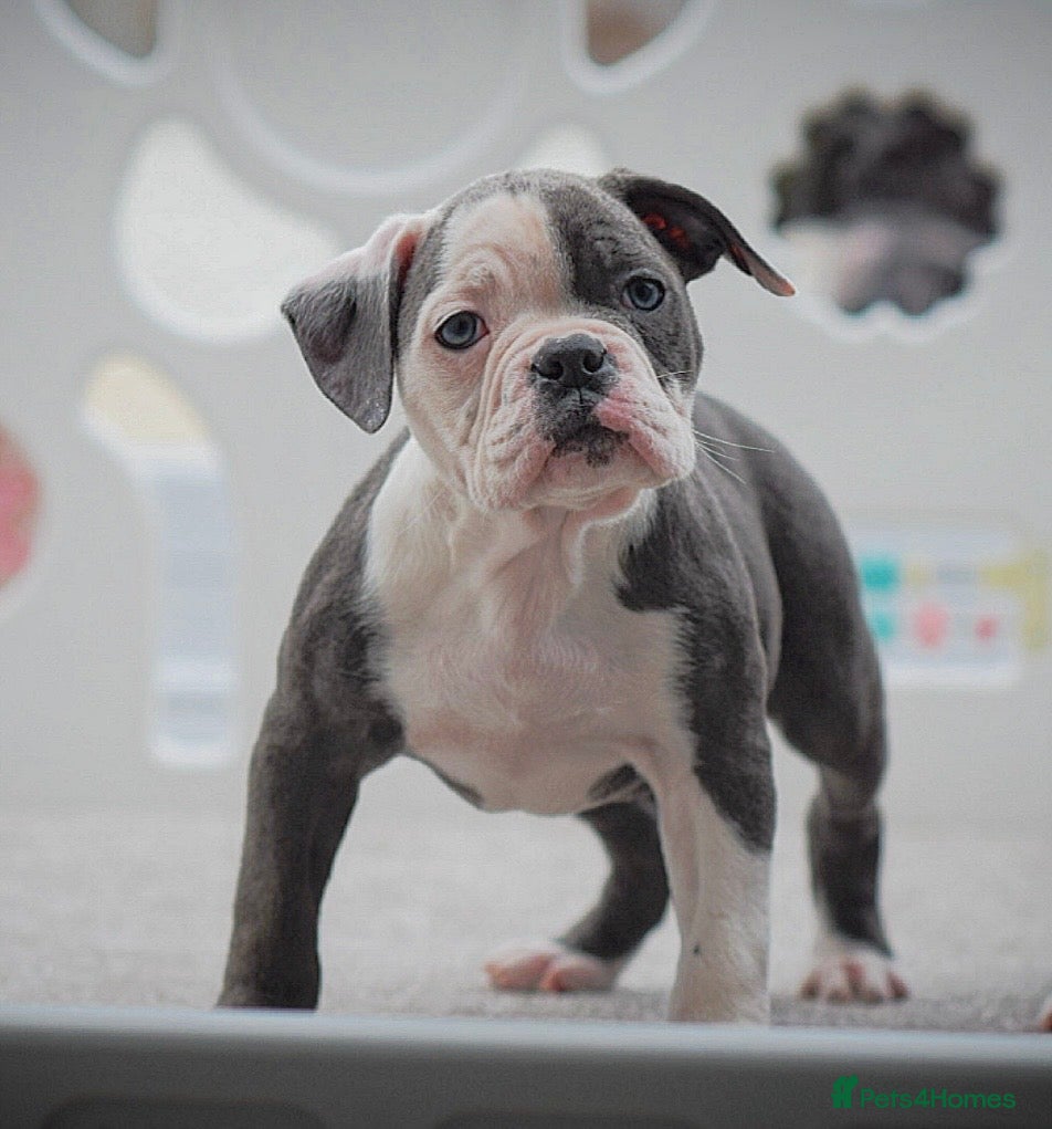 Olde English Bulldogge dogs 23 years experience 5⭐️Rated licensed  - Advert 5