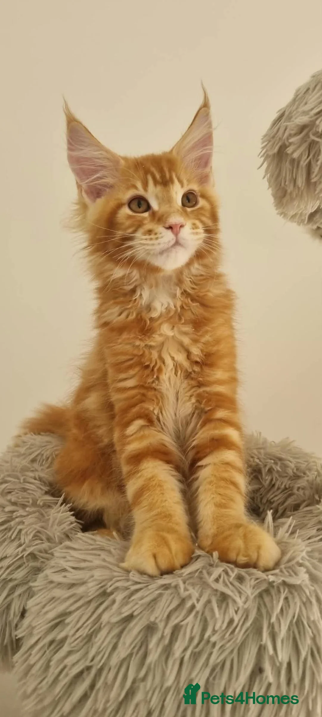 Maine Coon cats for sale: 2 Beautiful Kittens looking for forever homes - Advert 2