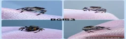 Spiders invertebrates for sale: Bahamas jumping spiders - Advert 3