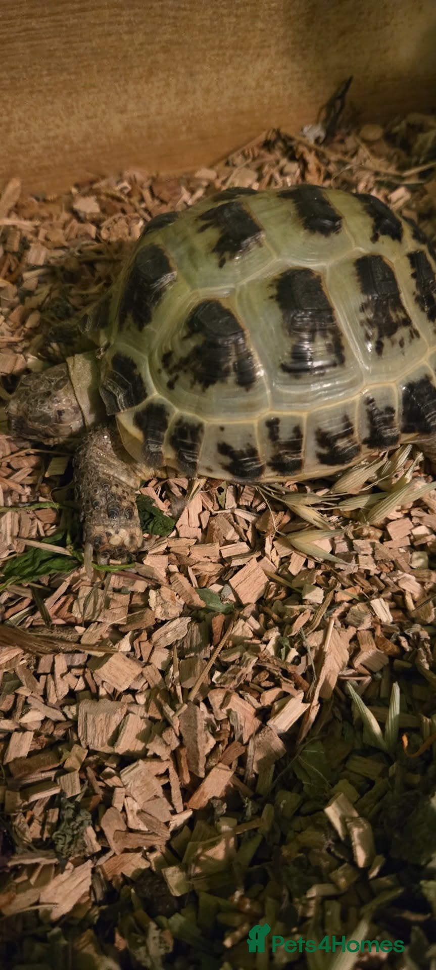 Hermann Tortoise reptiles Herman tortoise  - Advert 2