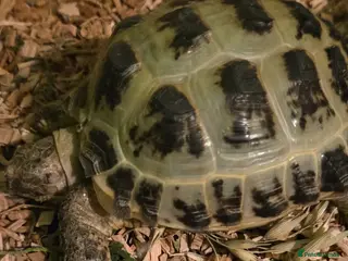 Hermann Tortoise reptiles Herman tortoise - Advert 2