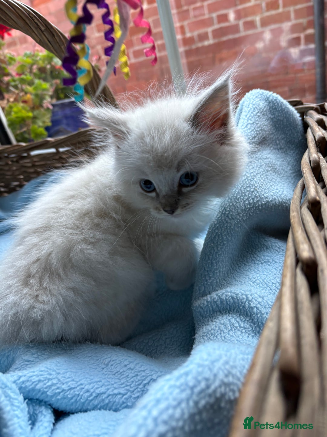 Ragdoll cats for sale: One gorgeous boy,  Luxury pedigree. - Image 20