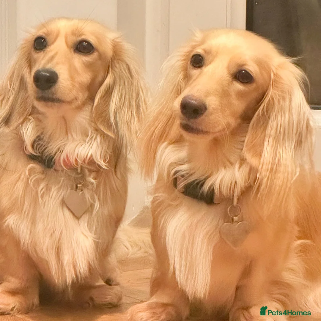 Miniature Dachshund dogs for sale: ⭐️⭐️⭐️⭐️⭐️ 5 star licensed breeder waiting list - Advert 2