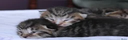 British Shorthair cats for sale: 🐱silver/Brown tabby British Shorthair 🐱 - Advert 7