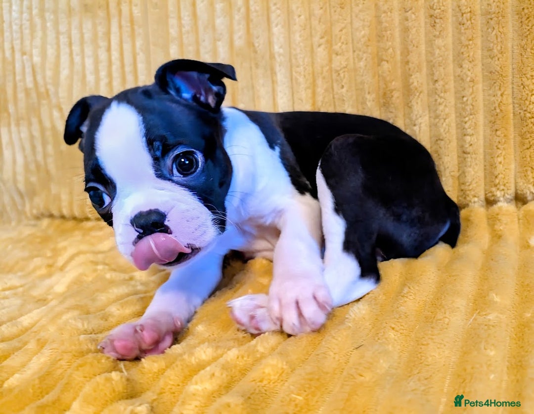 Boston Terrier dogs for sale: Adorable KC reg Boston Terrier Puppies - Image 4